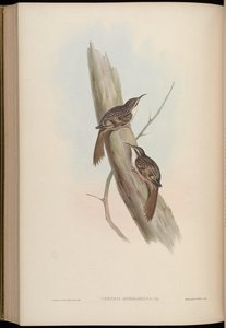 Certhia himalayana de John Gould